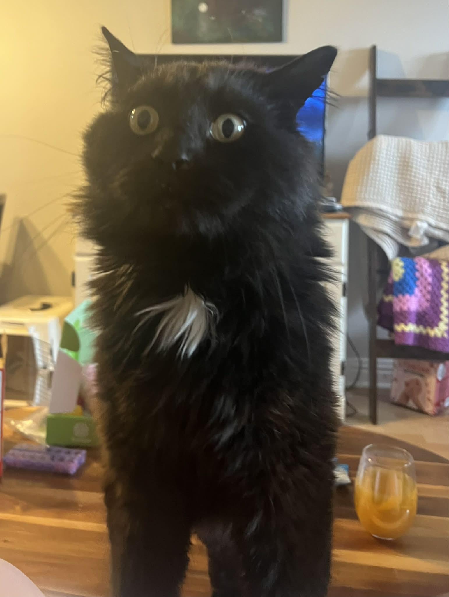 Enlarge Hank the Hunk, a ADOPTABLE Domestic Long Hair in Dartmouth, NS image 2/6