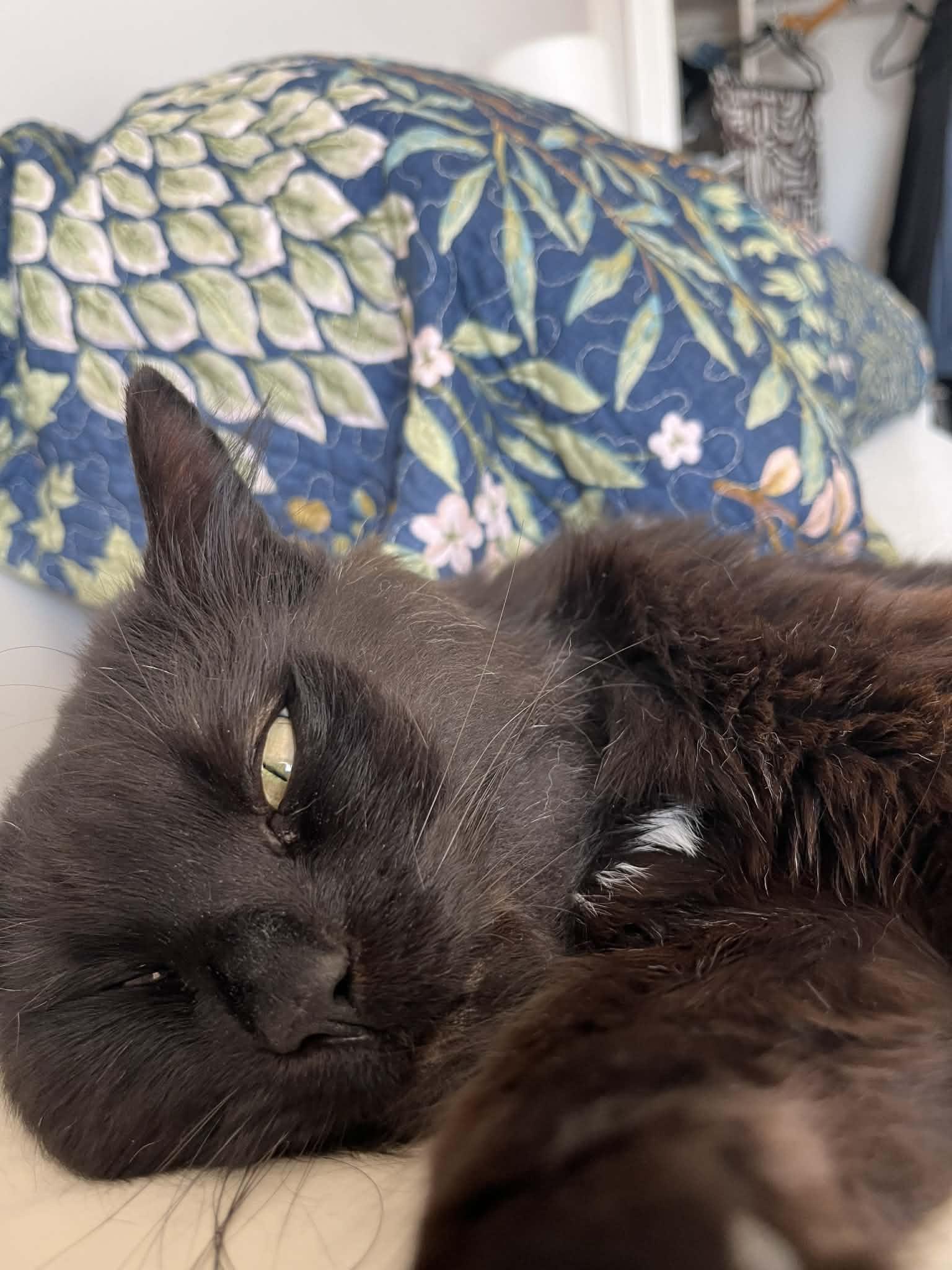 Enlarge Hank the Hunk, a ADOPTABLE Domestic Long Hair in Dartmouth, NS image 3/6