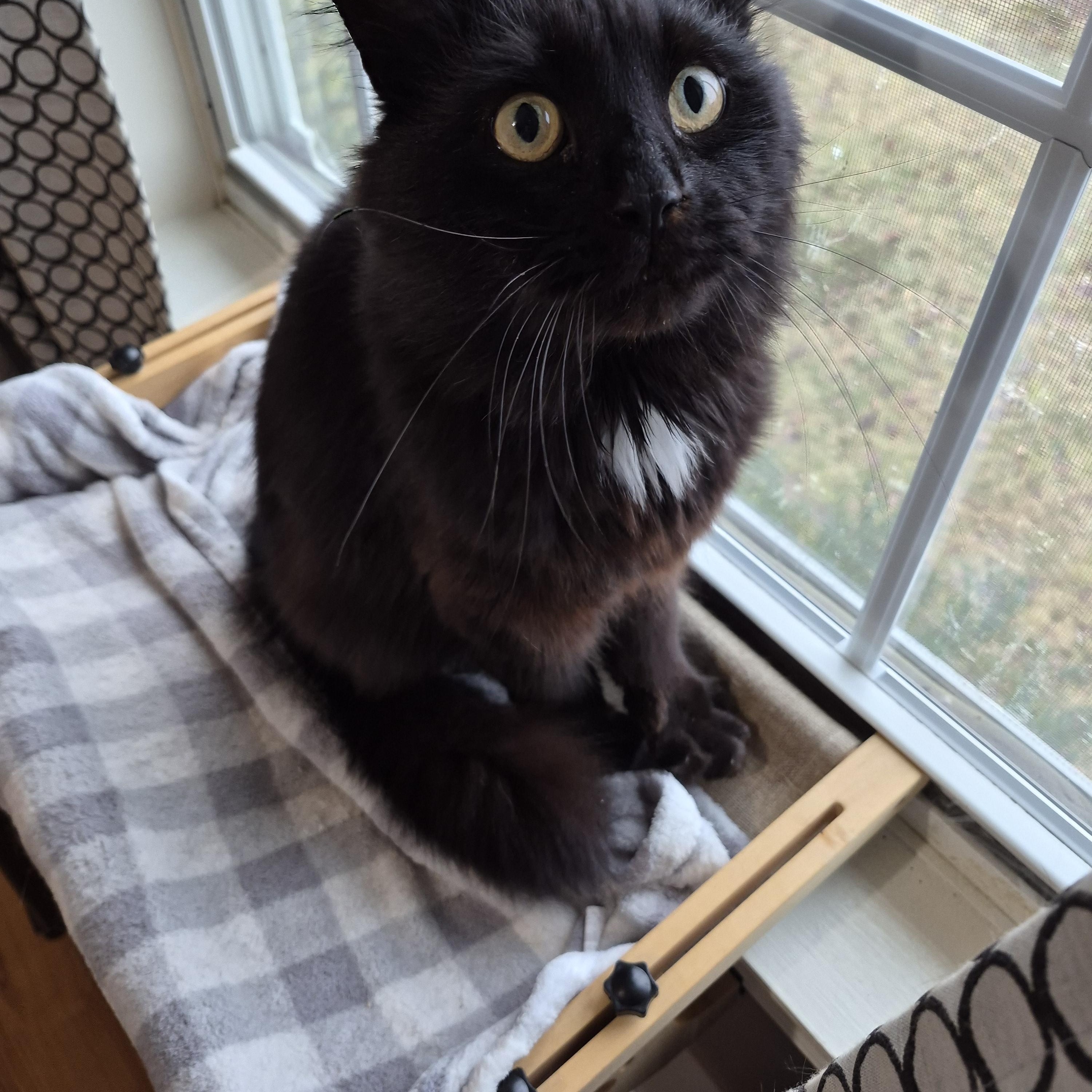 Enlarge Hank the Hunk, a ADOPTABLE Domestic Long Hair in Dartmouth, NS image 1/6