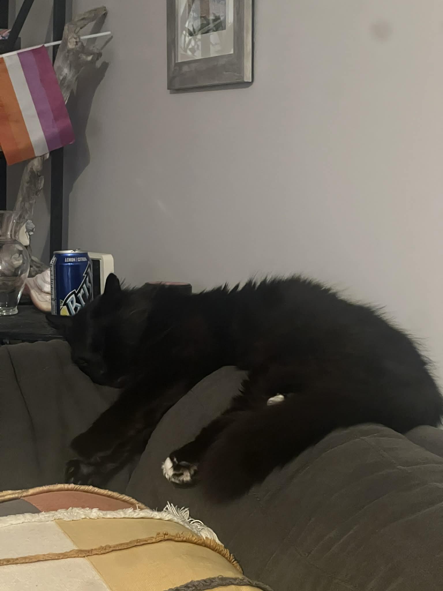 Enlarge Hank the Hunk, a ADOPTABLE Domestic Long Hair in Dartmouth, NS image 4/6