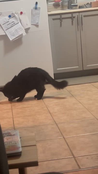 Enlarge Hank the Hunk, a ADOPTABLE Domestic Long Hair in Dartmouth, NS video 5/6