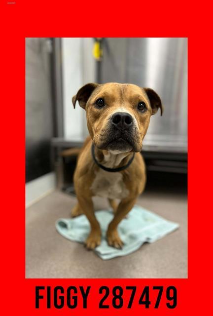 FIGGY, Adoptable, Young Male Mixed Breed.