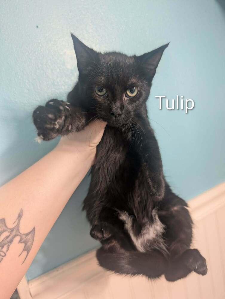 Enlarge Tulip K-500, a Adoptable Domestic Short Hair in Metamora, IL image 1/1