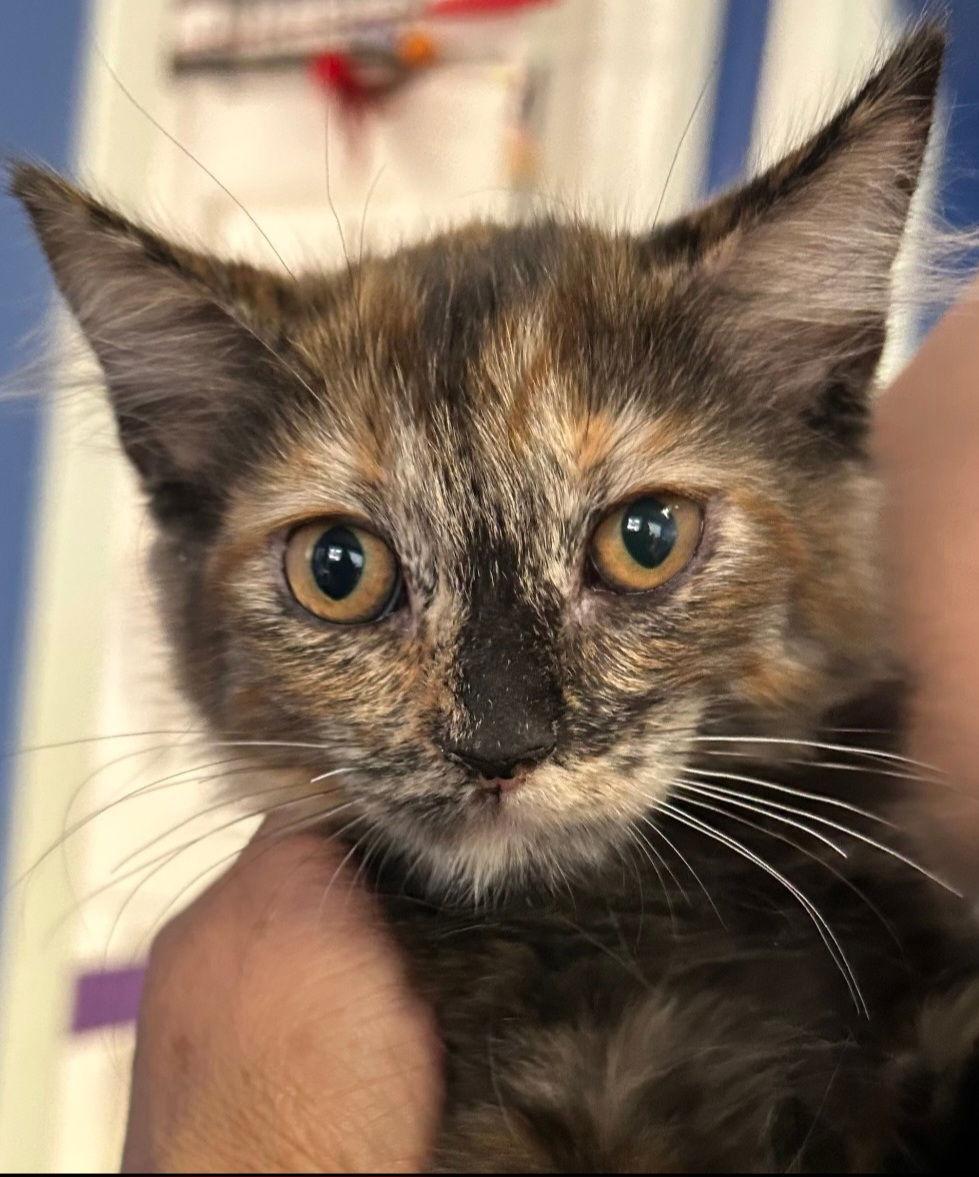 Enlarge Stew, a Adoptable mixed breed in Campbell, CA image 1/2