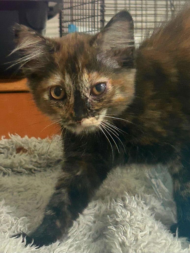 Enlarge Stew, a Adoptable mixed breed in Campbell, CA image 2/2