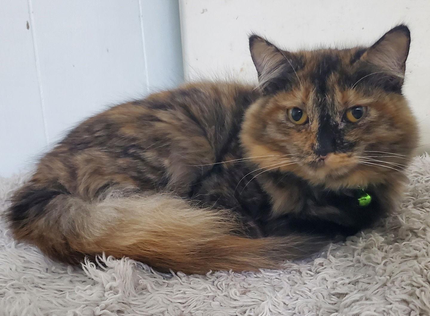 Enlarge Stew, a Adoptable mixed breed in Campbell, CA image 3/3