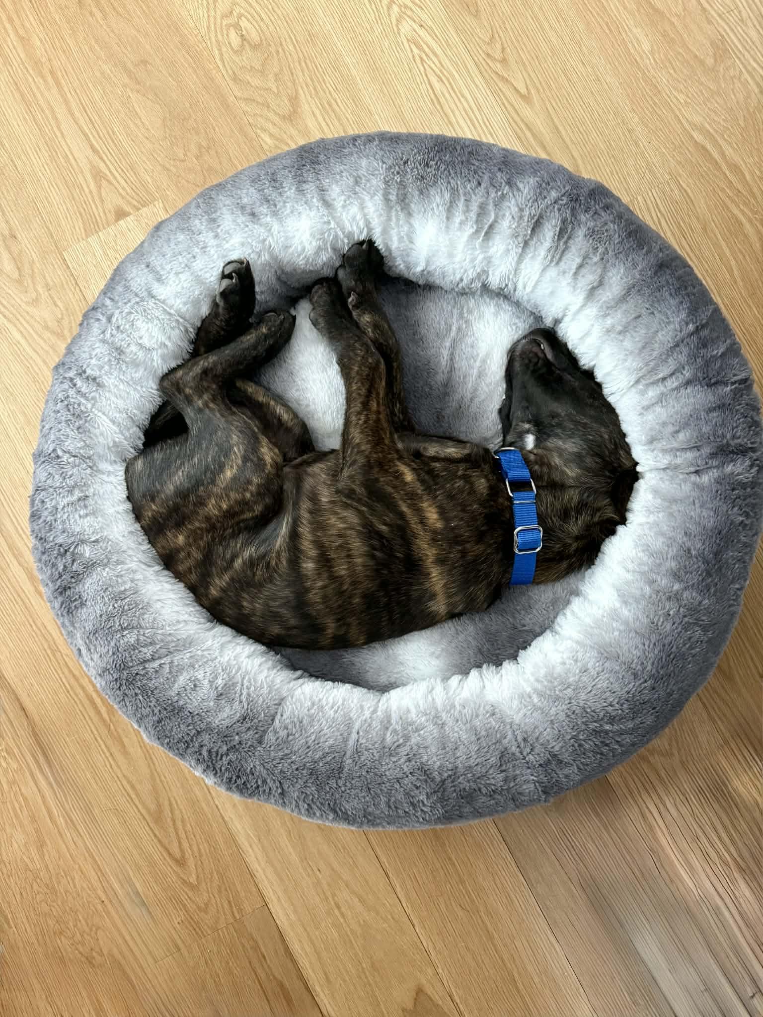 Enlarge Tolkien, a ADOPTABLE mixed breed in Billerica, MA image 4/5