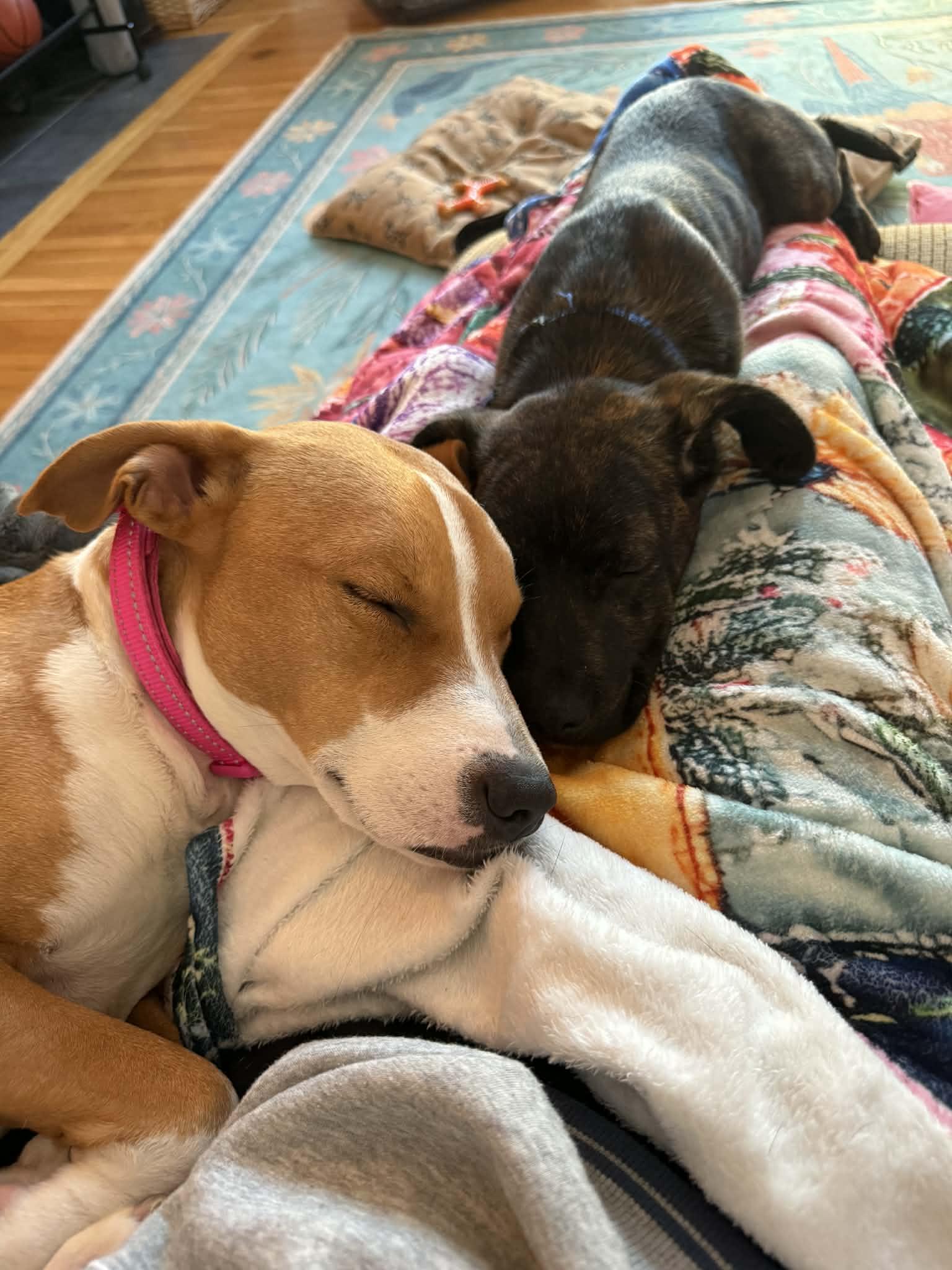 Enlarge Tolkien, a ADOPTABLE mixed breed in Billerica, MA image 2/5