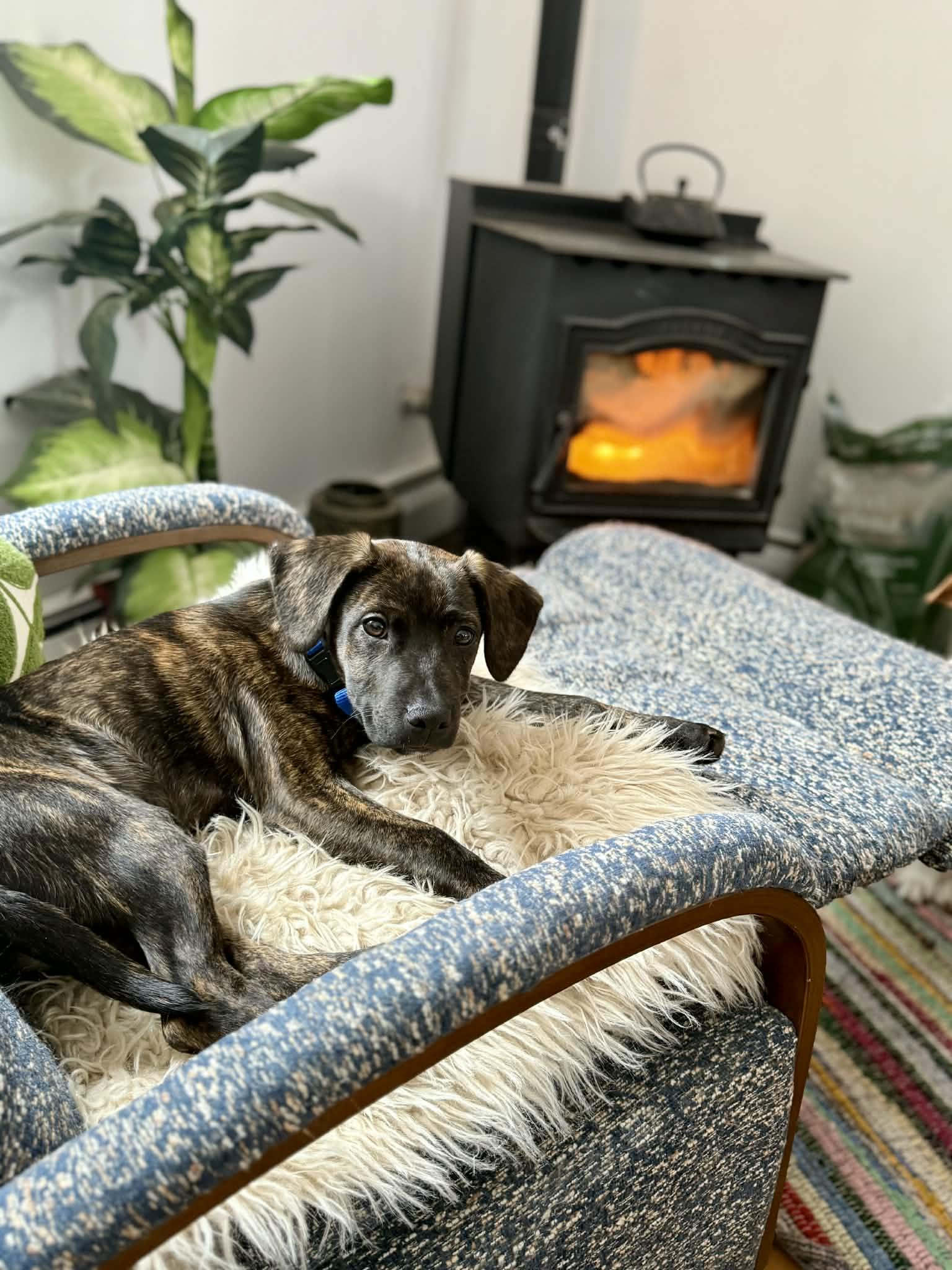 Enlarge Tolkien, a ADOPTABLE mixed breed in Billerica, MA image 1/5