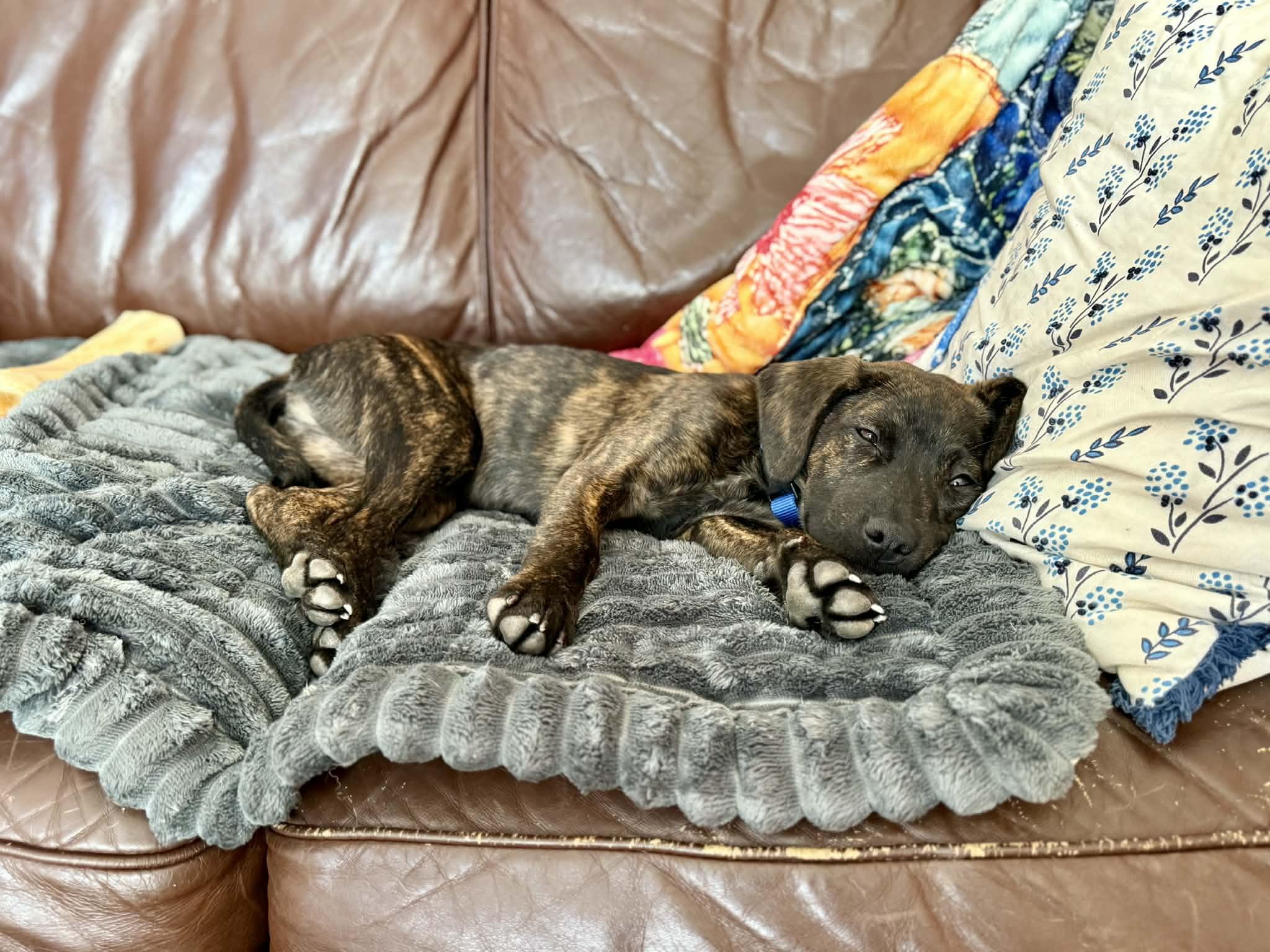 Enlarge Tolkien, a ADOPTABLE mixed breed in Billerica, MA image 5/5