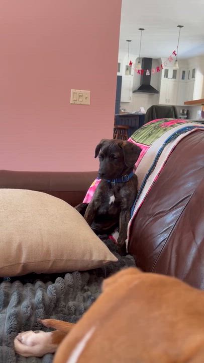 Enlarge Tolkien, a ADOPTABLE mixed breed in Billerica, MA video 3/5