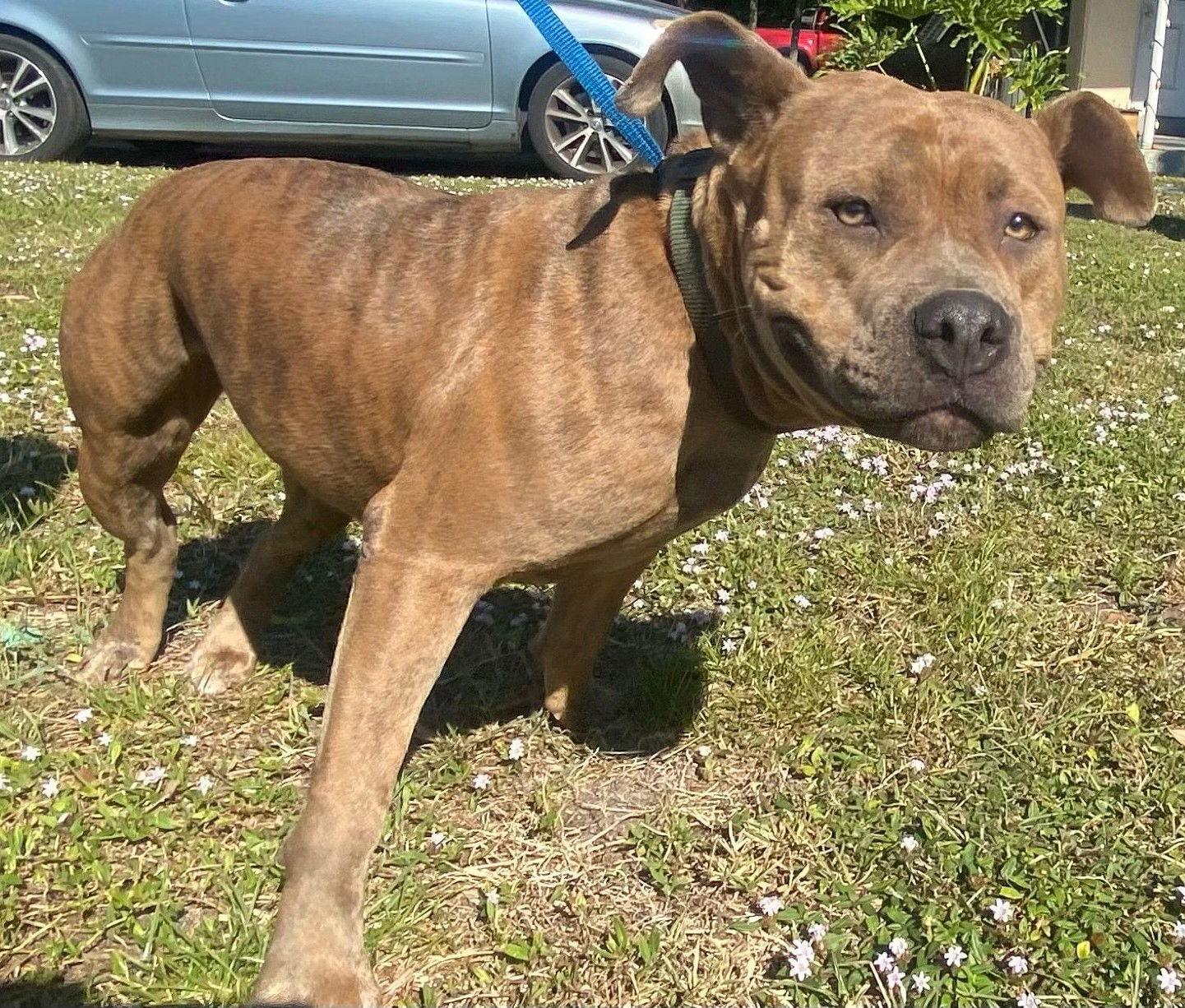 Xena, a Adoptable Pit Bull Terrier in Pompano Beach, FL image 1/3
