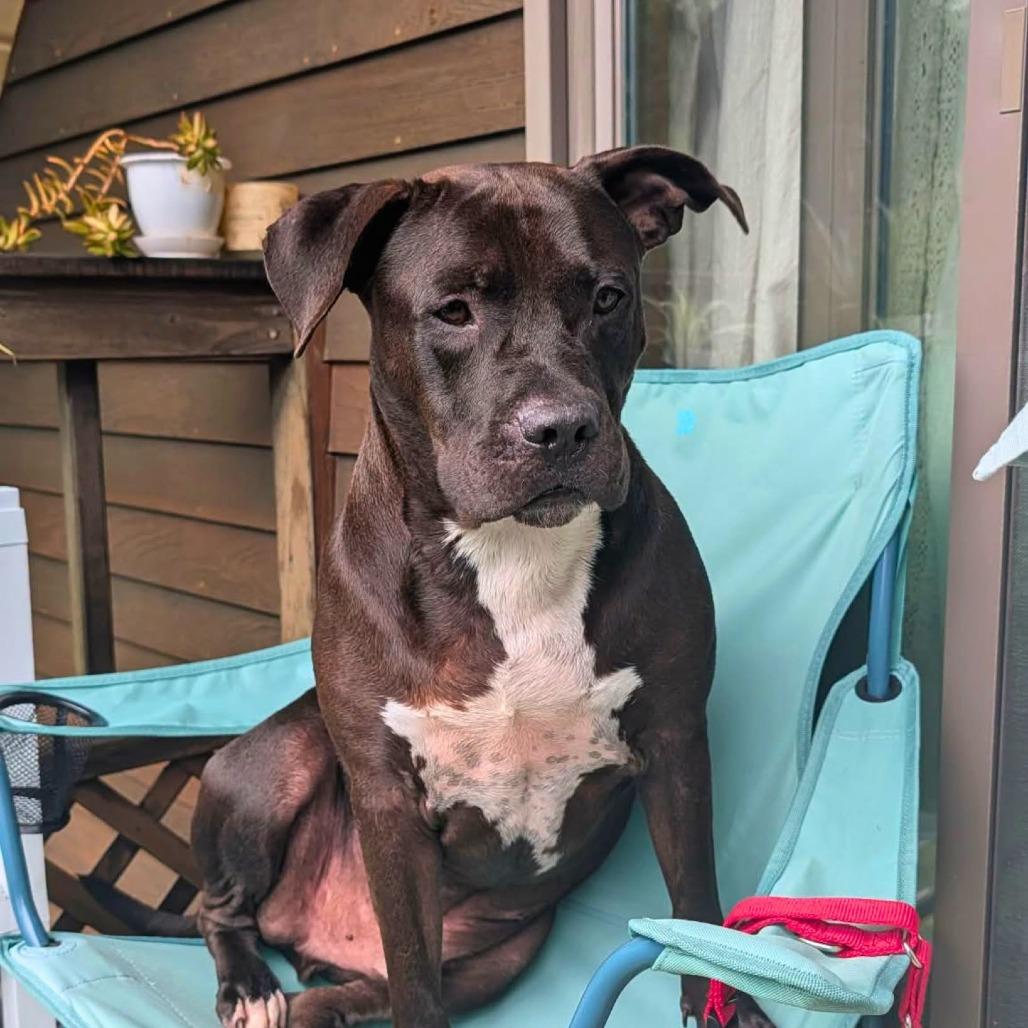 Enlarge Micah, a Adoptable Mixed Breed in South Portland, ME image 2/5