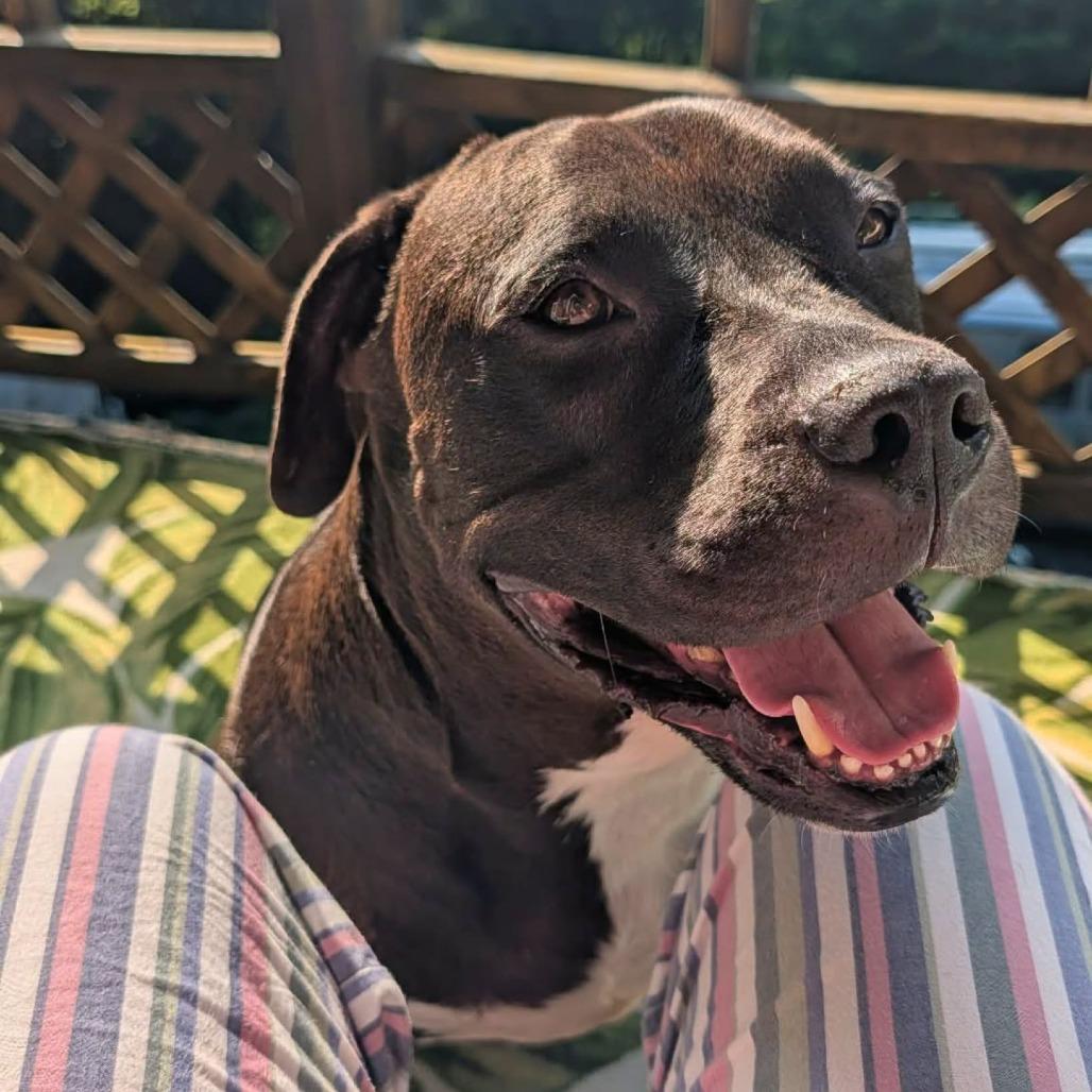 Enlarge Micah, a Adoptable Mixed Breed in South Portland, ME image 3/5