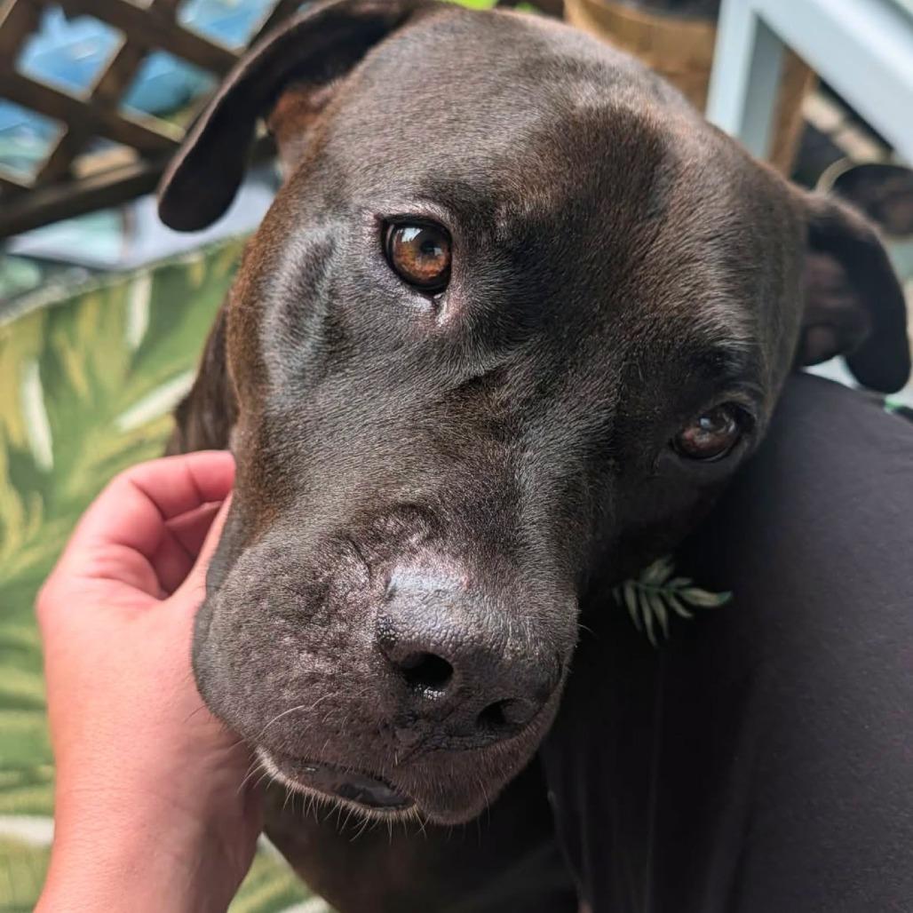 Enlarge Micah, a Adoptable Mixed Breed in South Portland, ME image 4/5