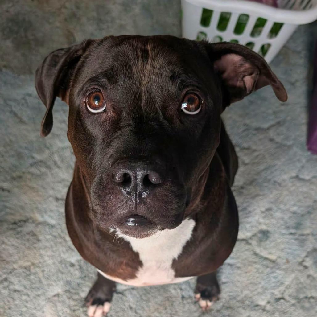 Enlarge Micah, a Adoptable Mixed Breed in South Portland, ME image 5/5