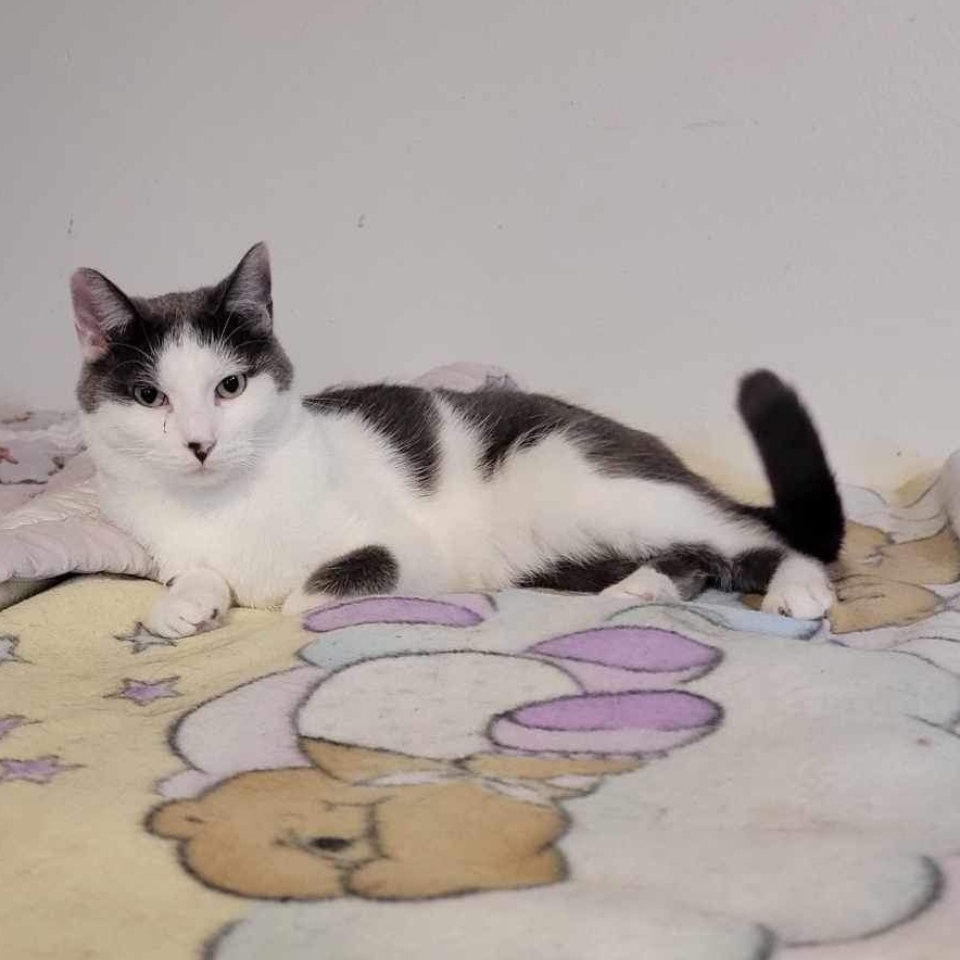 Enlarge Trey, a Adoptable Domestic Short Hair in Devils Lake, ND image 8/11