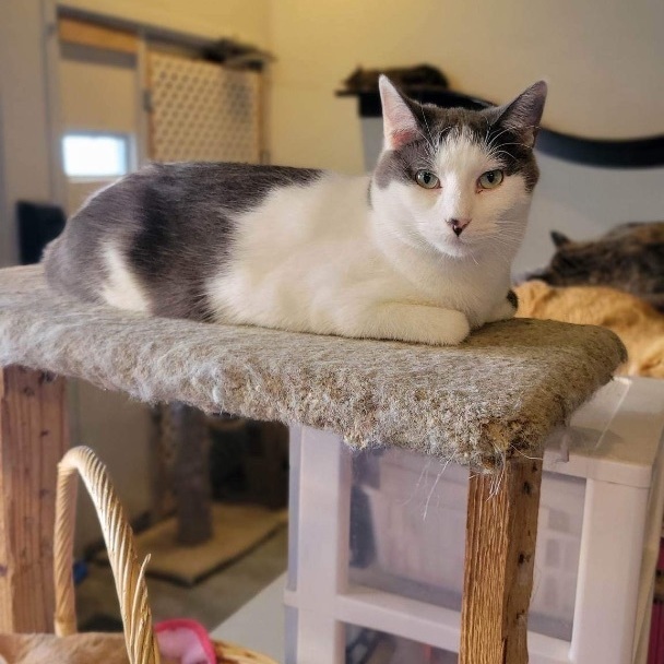Enlarge Trey, a Adoptable Domestic Short Hair in Devils Lake, ND image 9/11