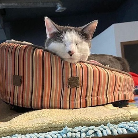 Enlarge Trey, a Adoptable Domestic Short Hair in Devils Lake, ND image 10/11