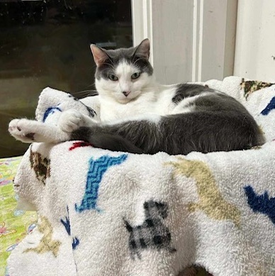 Trey, Adoptable, Adult Male Domestic Short Hair.