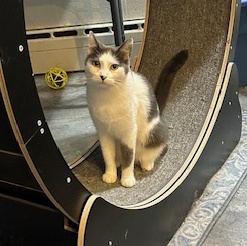 Enlarge Trey, a Adoptable Domestic Short Hair in Devils Lake, ND image 7/11