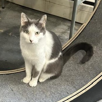 Trey, Adoptable, Adult Male Domestic Short Hair.