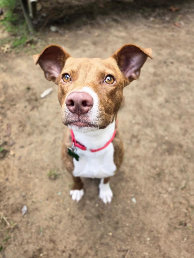 Chickpea- LOCAL, Adoptable, Puppy Male Pit Bull Terrier.