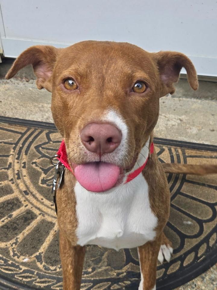 Enlarge Chickpea- LOCAL, a Adoptable mixed breed in Princeton, MA image 2/5