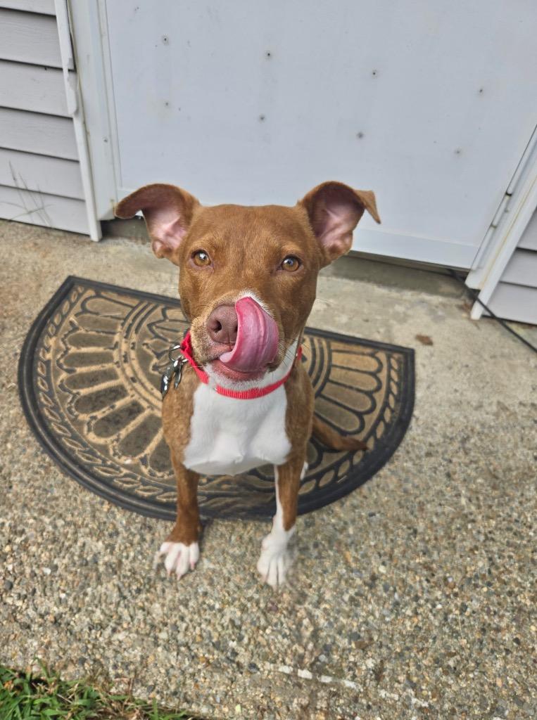 Enlarge Chickpea- LOCAL, a Adoptable mixed breed in Princeton, MA image 3/5