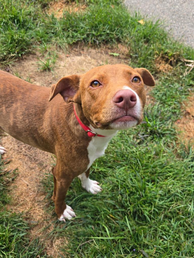Enlarge Chickpea- LOCAL, a Adoptable mixed breed in Princeton, MA image 4/5