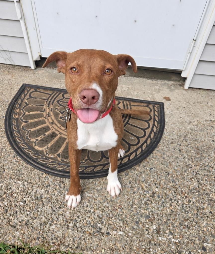Enlarge Chickpea- LOCAL, a Adoptable mixed breed in Princeton, MA image 5/5