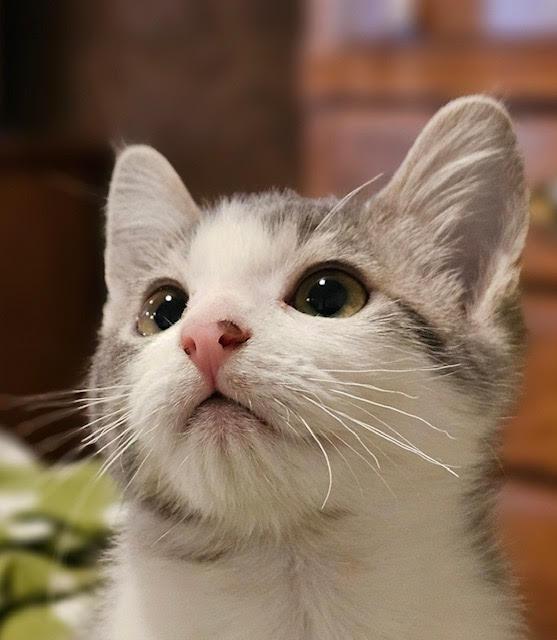 Greybean, an adoptable Domestic Short Hair in Ridgway, CO, 81432 | Photo Image 1