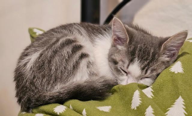 Greybean, an adoptable Domestic Short Hair in Ridgway, CO, 81432 | Photo Image 3