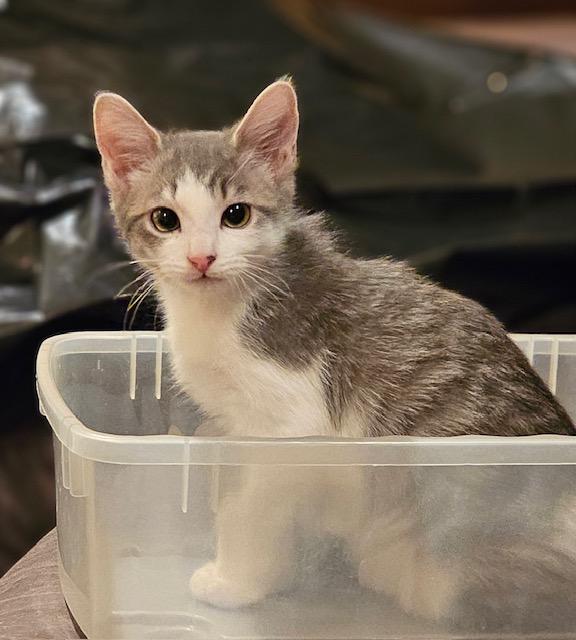 Greybean, an adoptable Domestic Short Hair in Ridgway, CO, 81432 | Photo Image 2