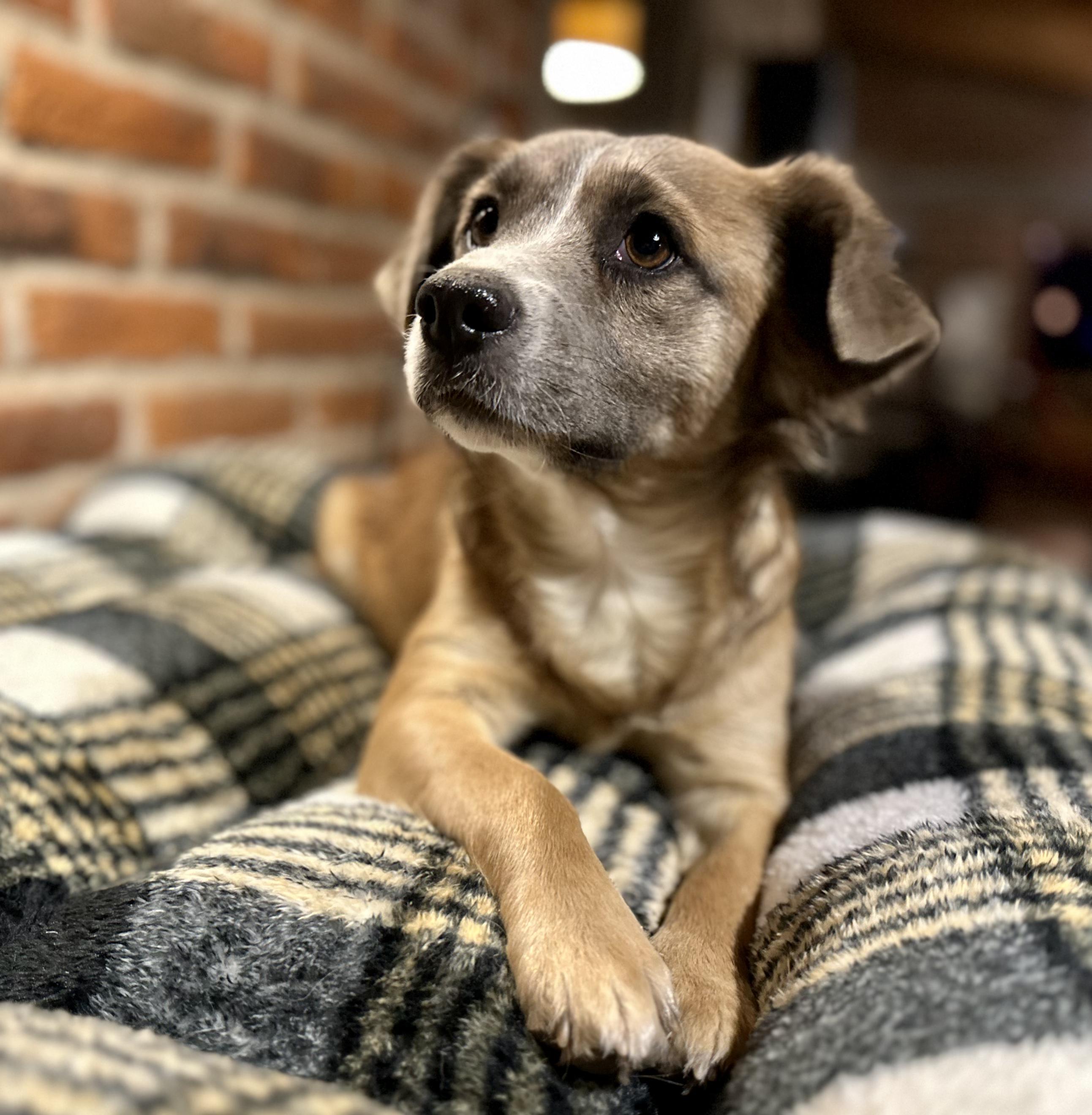 Maple, ADOPTABLE, Adult Female Mixed Breed.