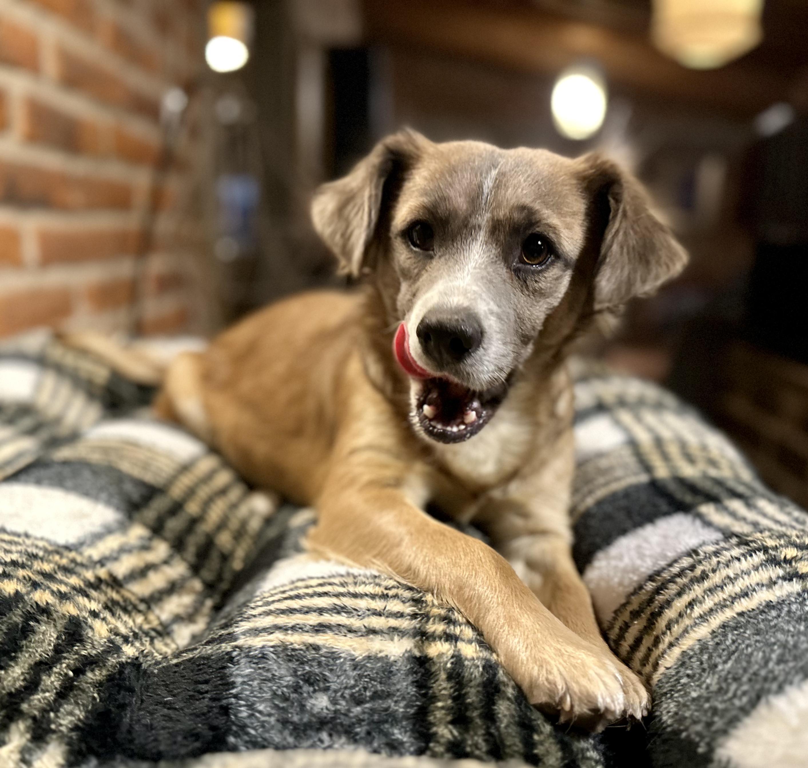 Maple, a ADOPTABLE Mixed Breed in Encino, CA image 5/6