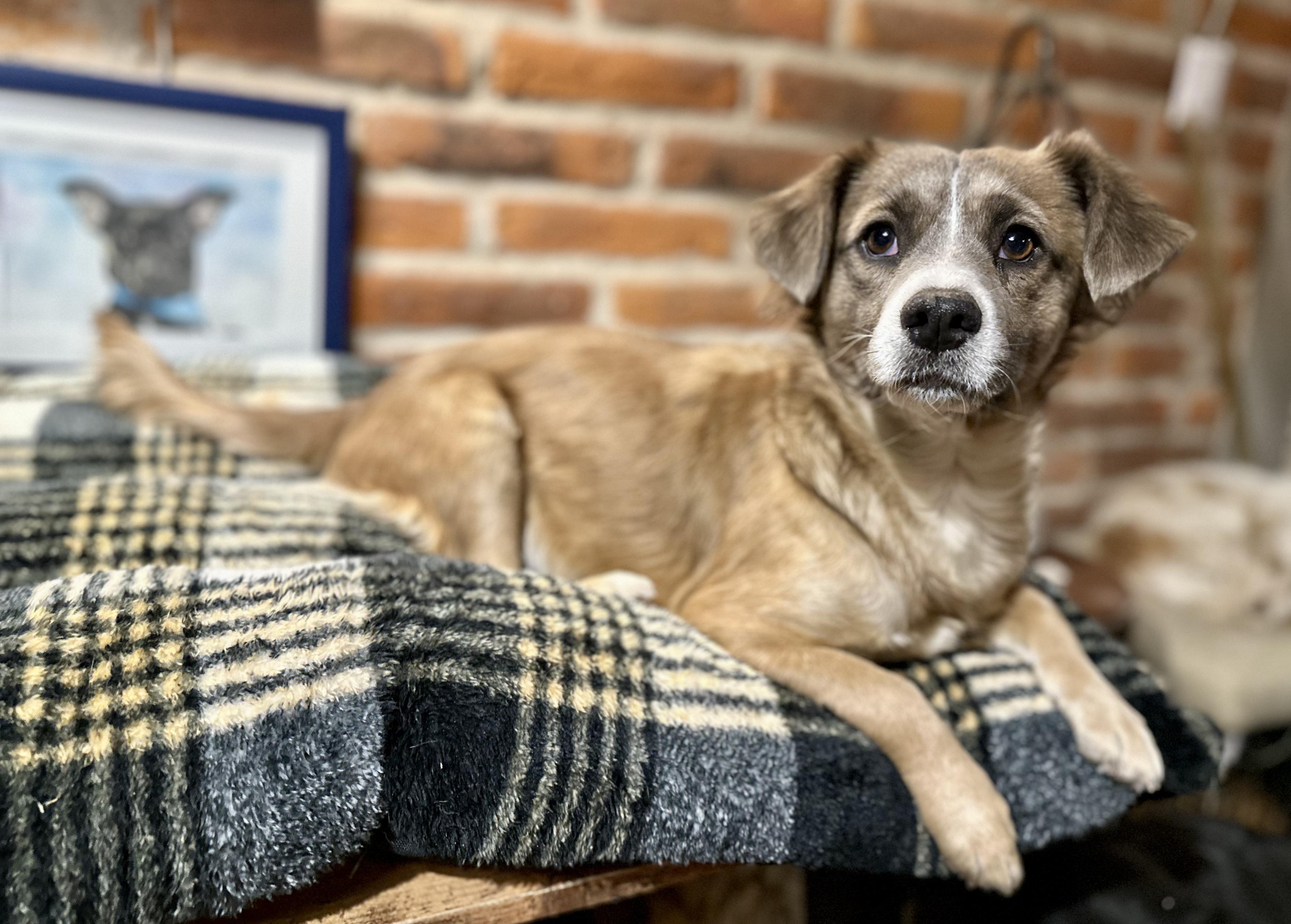 Maple, a ADOPTABLE Mixed Breed in Encino, CA image 3/6