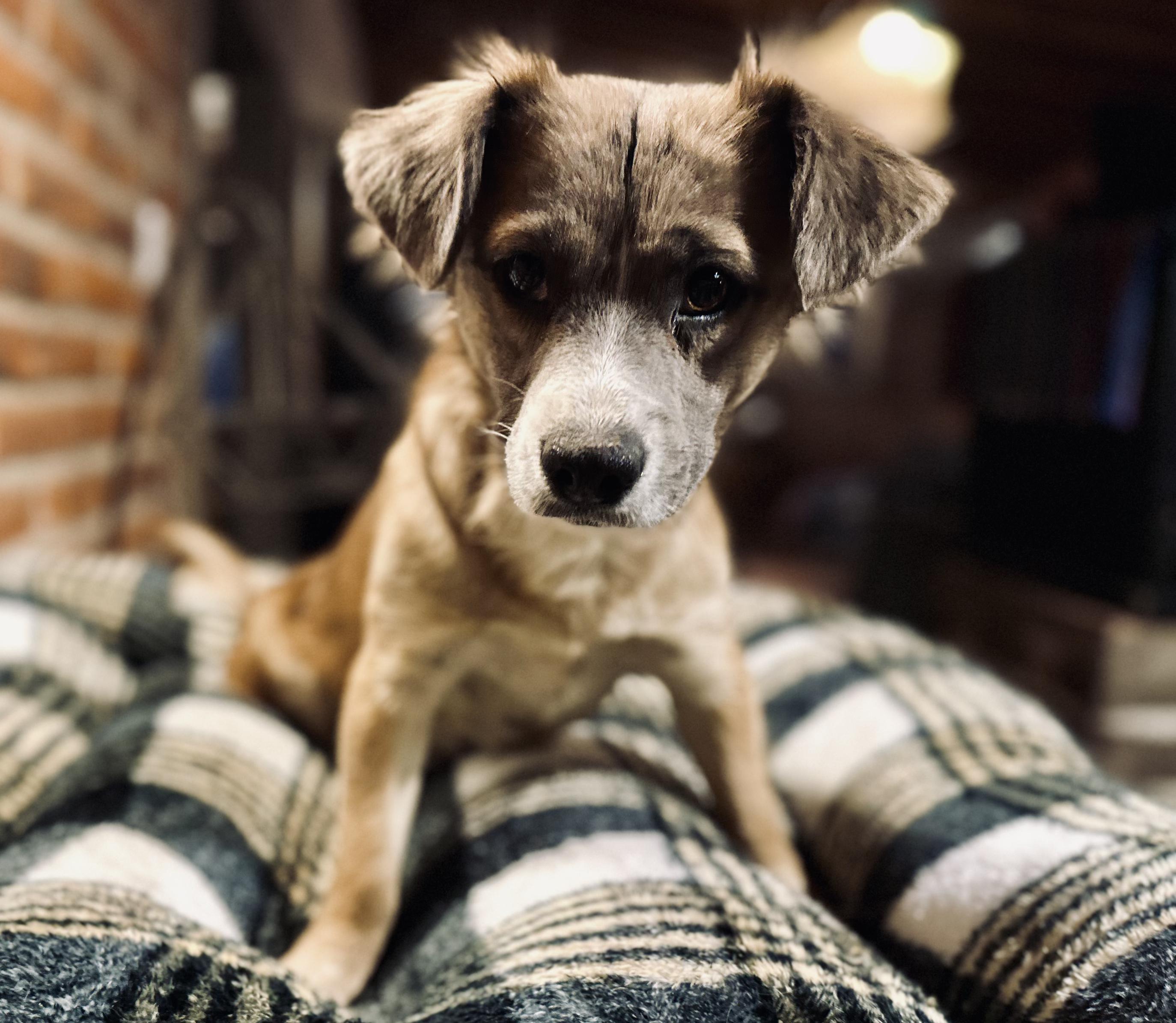 Maple, a ADOPTABLE Mixed Breed in Encino, CA image 6/6