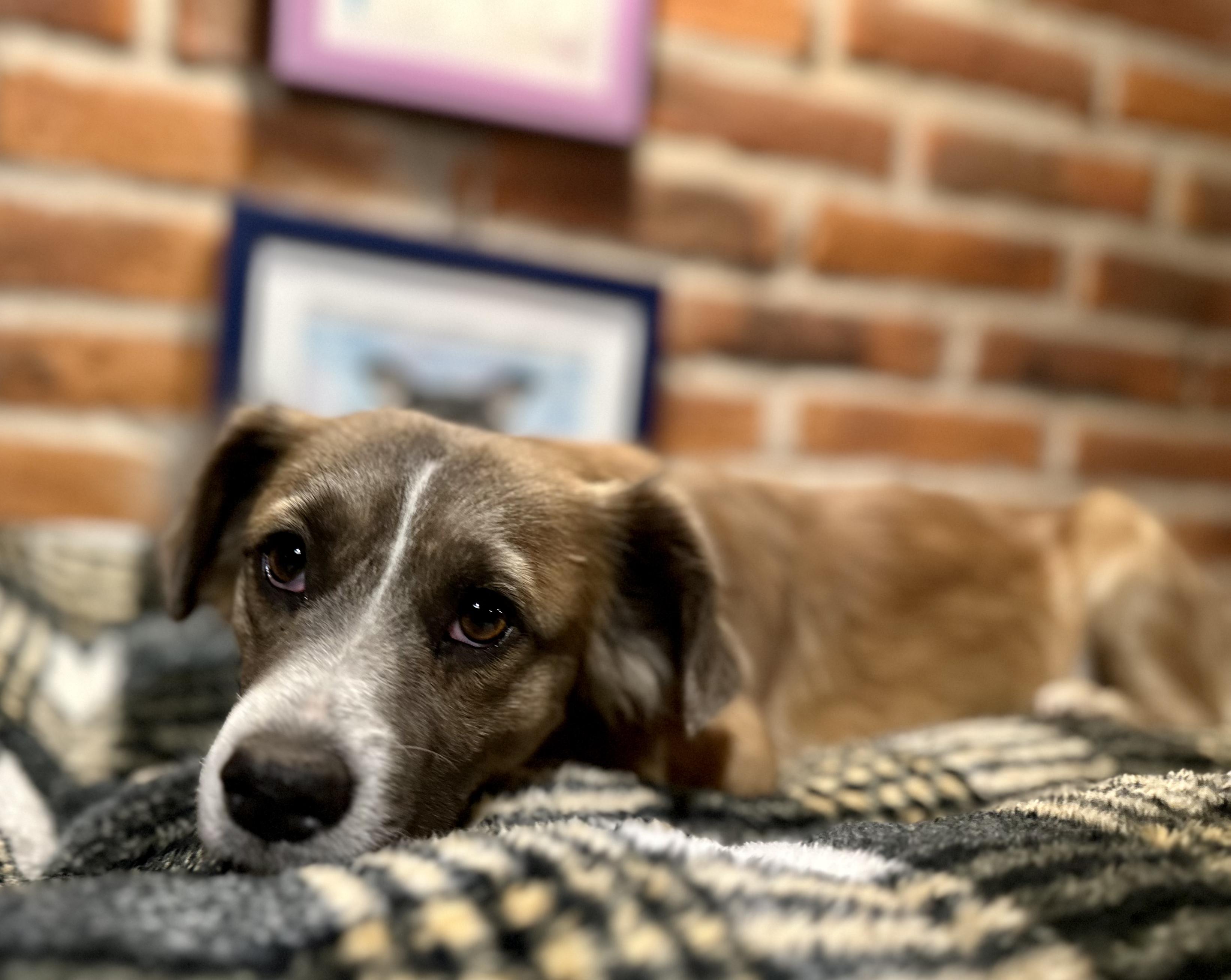 Maple, a ADOPTABLE Mixed Breed in Encino, CA image 2/6