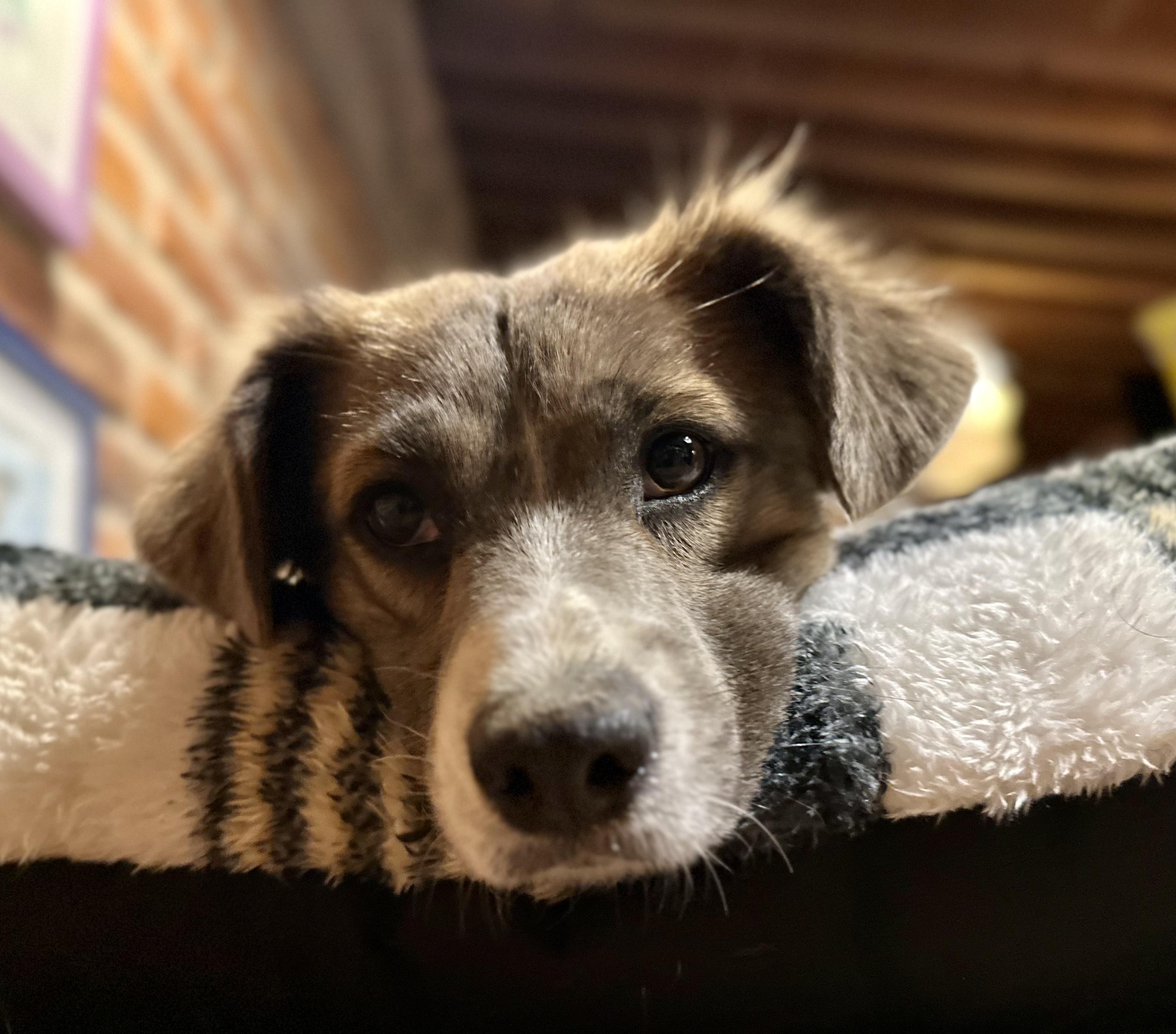 Maple, a ADOPTABLE Mixed Breed in Encino, CA image 4/6