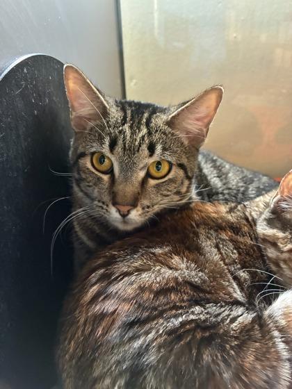 Uncle Sam, Adoptable, Young Male Domestic Short Hair & Domestic Short Hair.