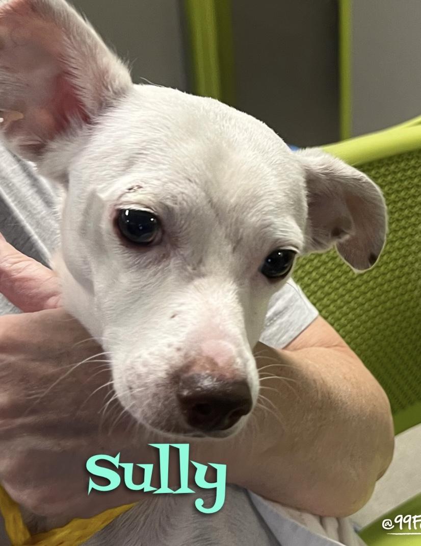 Sully, Adoptable, Adult Male Chihuahua.