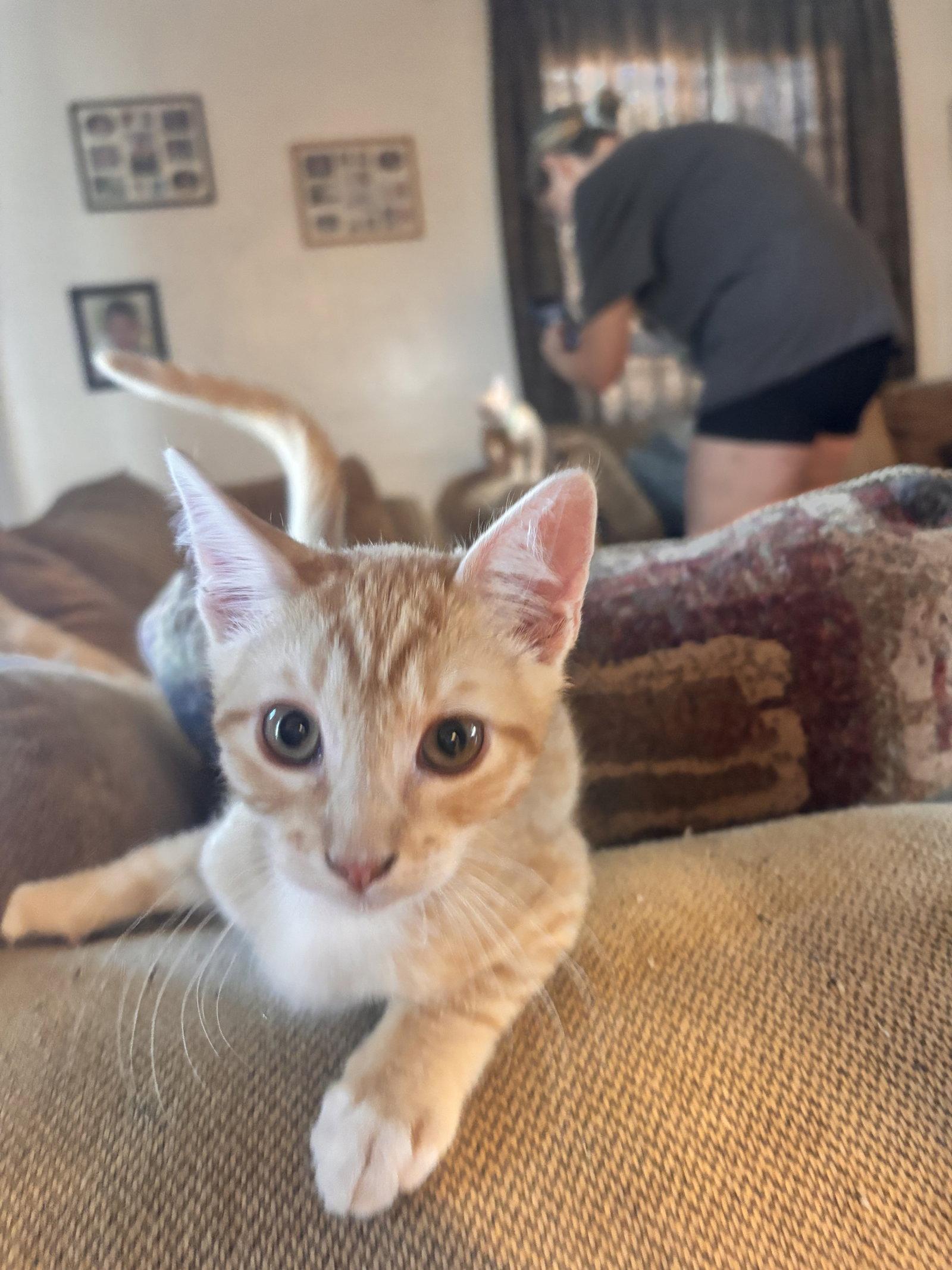 Enlarge Ross ( EE), a Adoptable Tabby in Vacaville, CA image 3/3