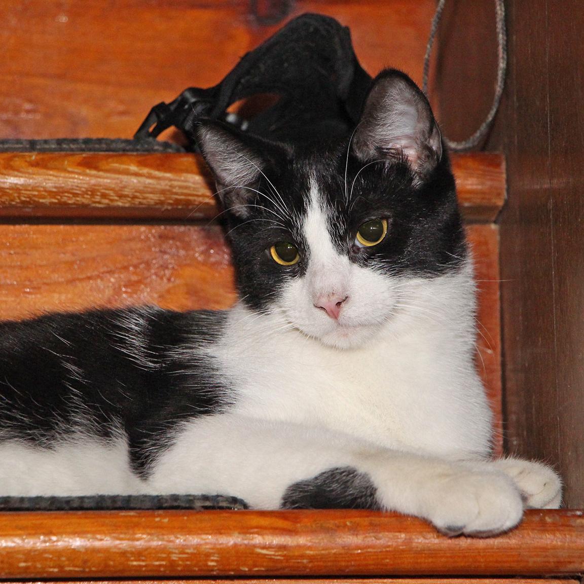 Sparky Electric Whiskers - adoption pending