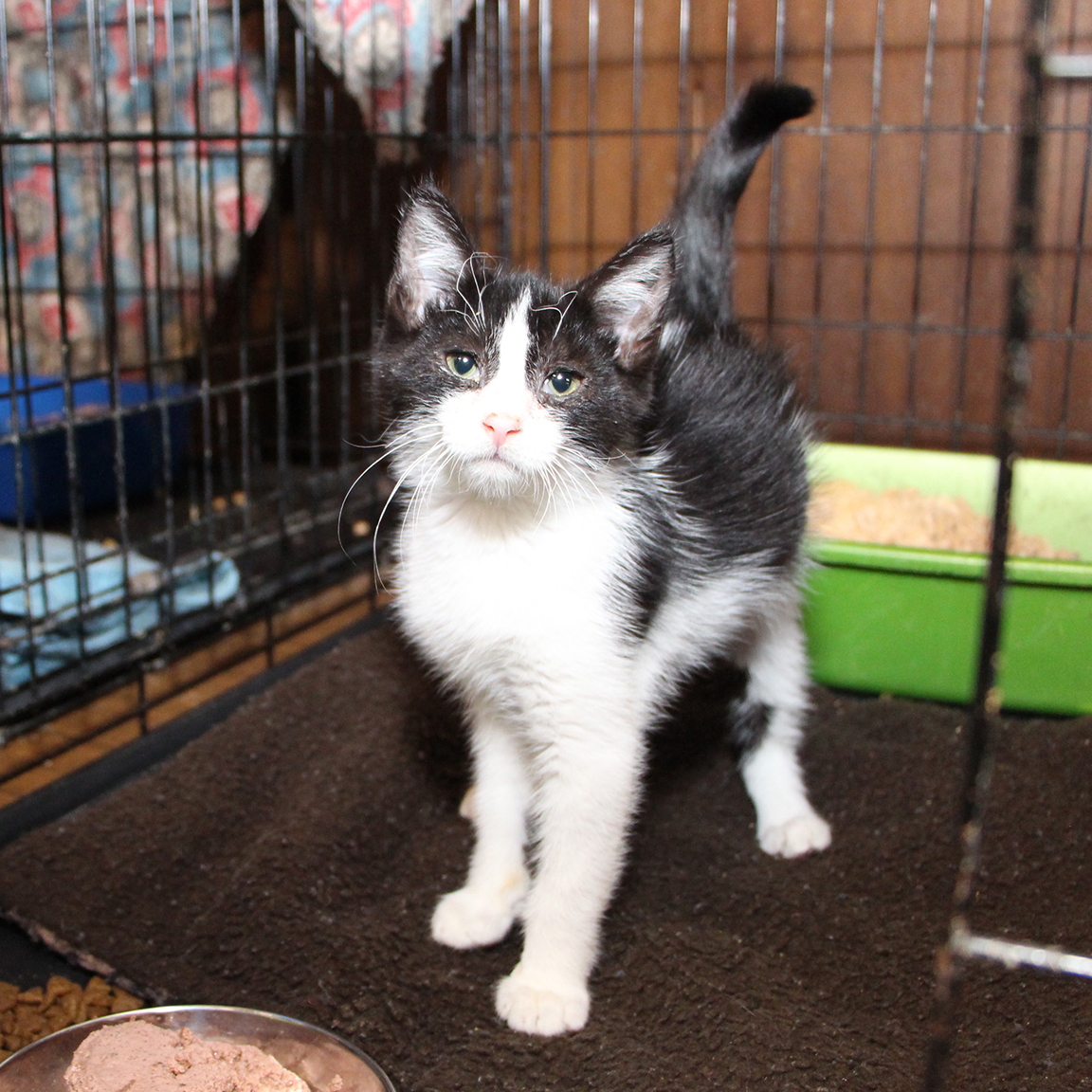 Sparky Electric Whiskers - adoption pending 3