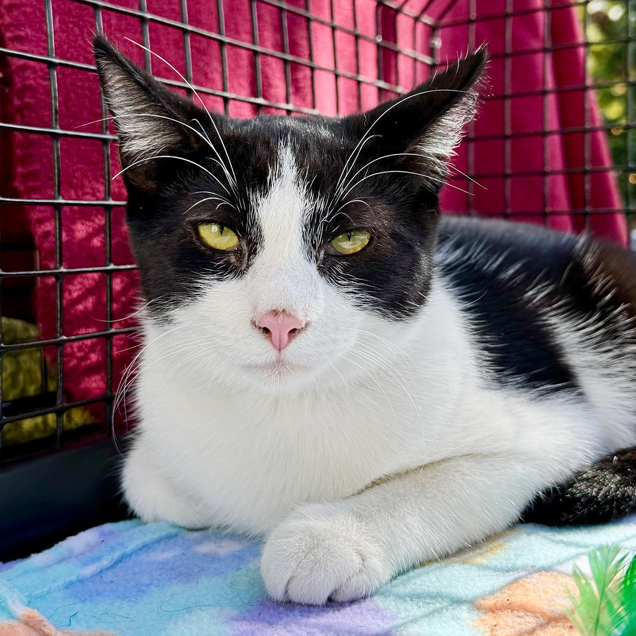 Sparky Electric Whiskers - adoption pending 2