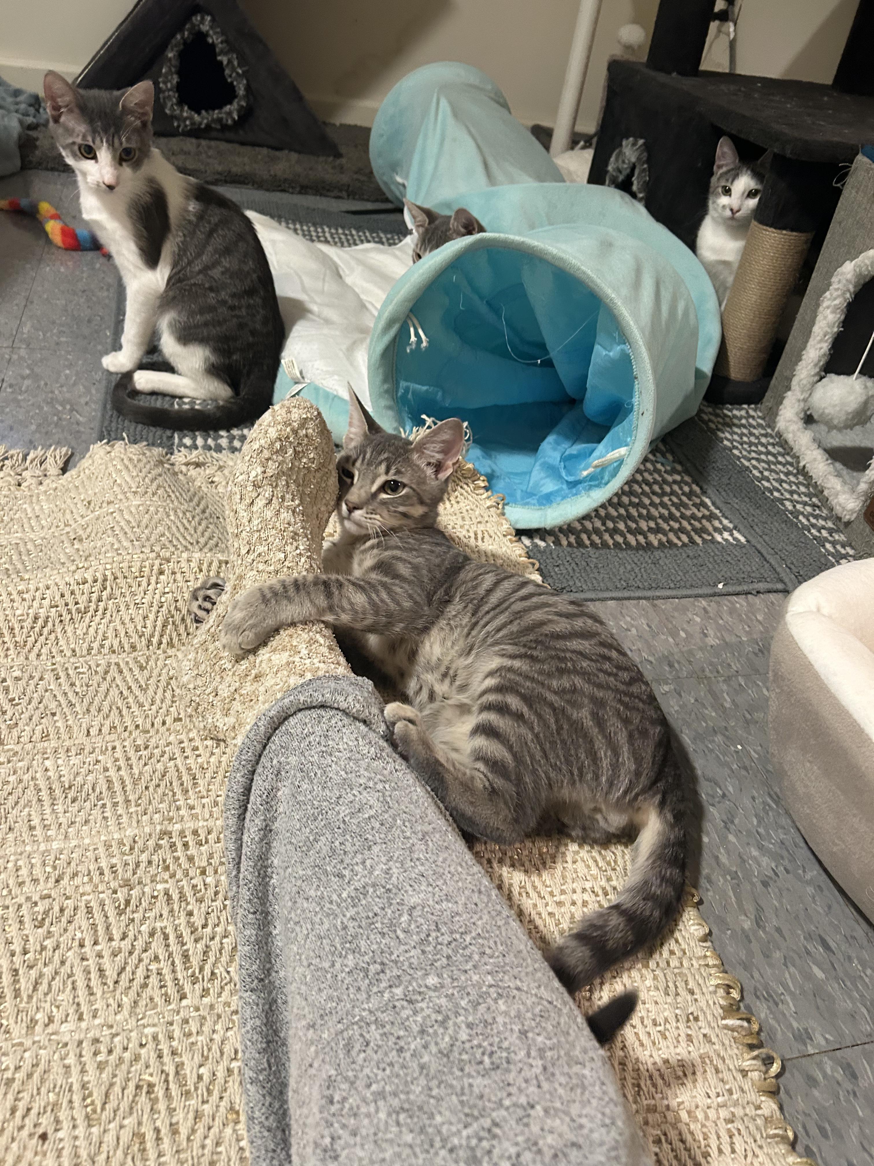 Shae, Adoptable, Kitten Male Domestic Short Hair.