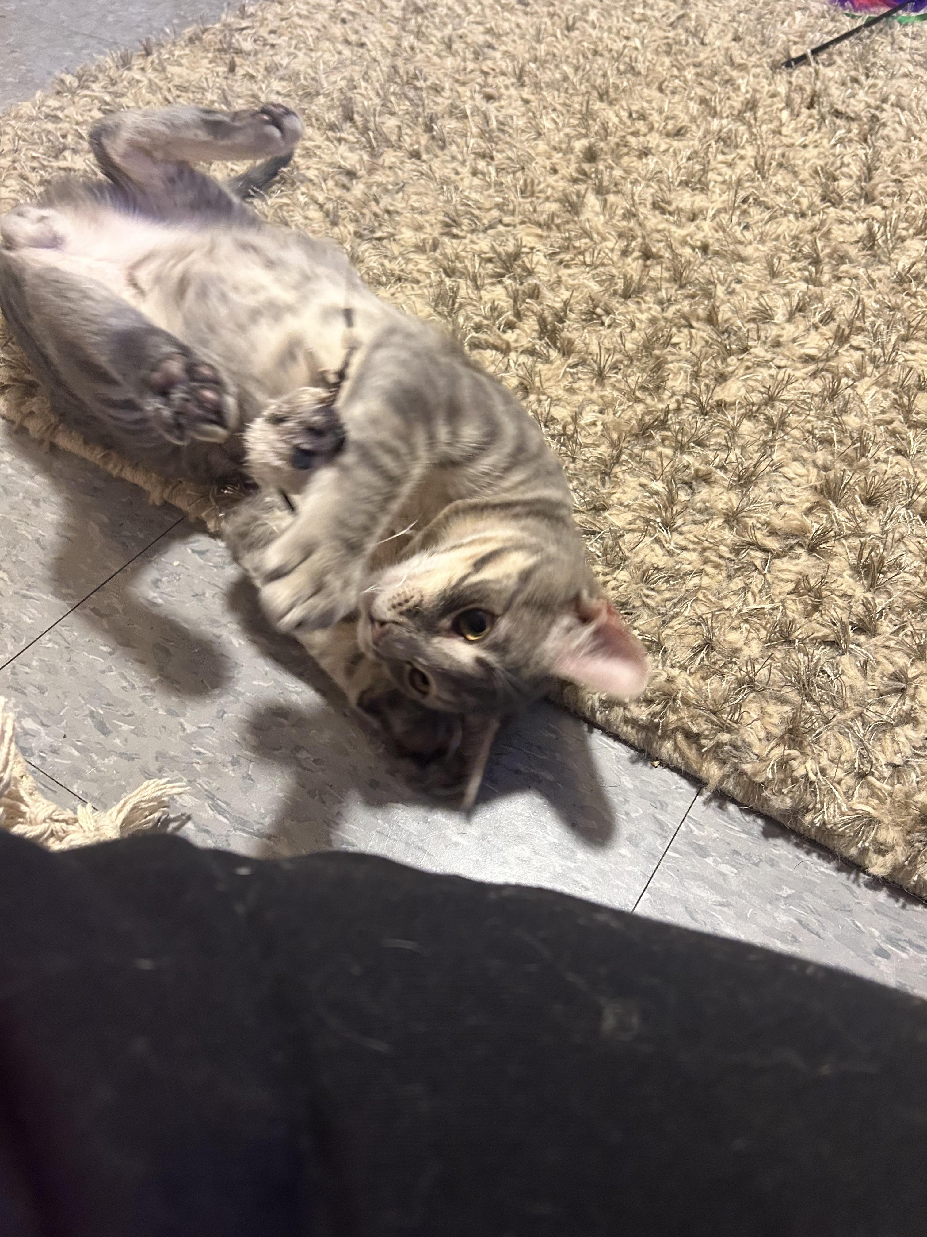 Shae, a Adoptable Domestic Short Hair in Montclair, NJ image 4/6