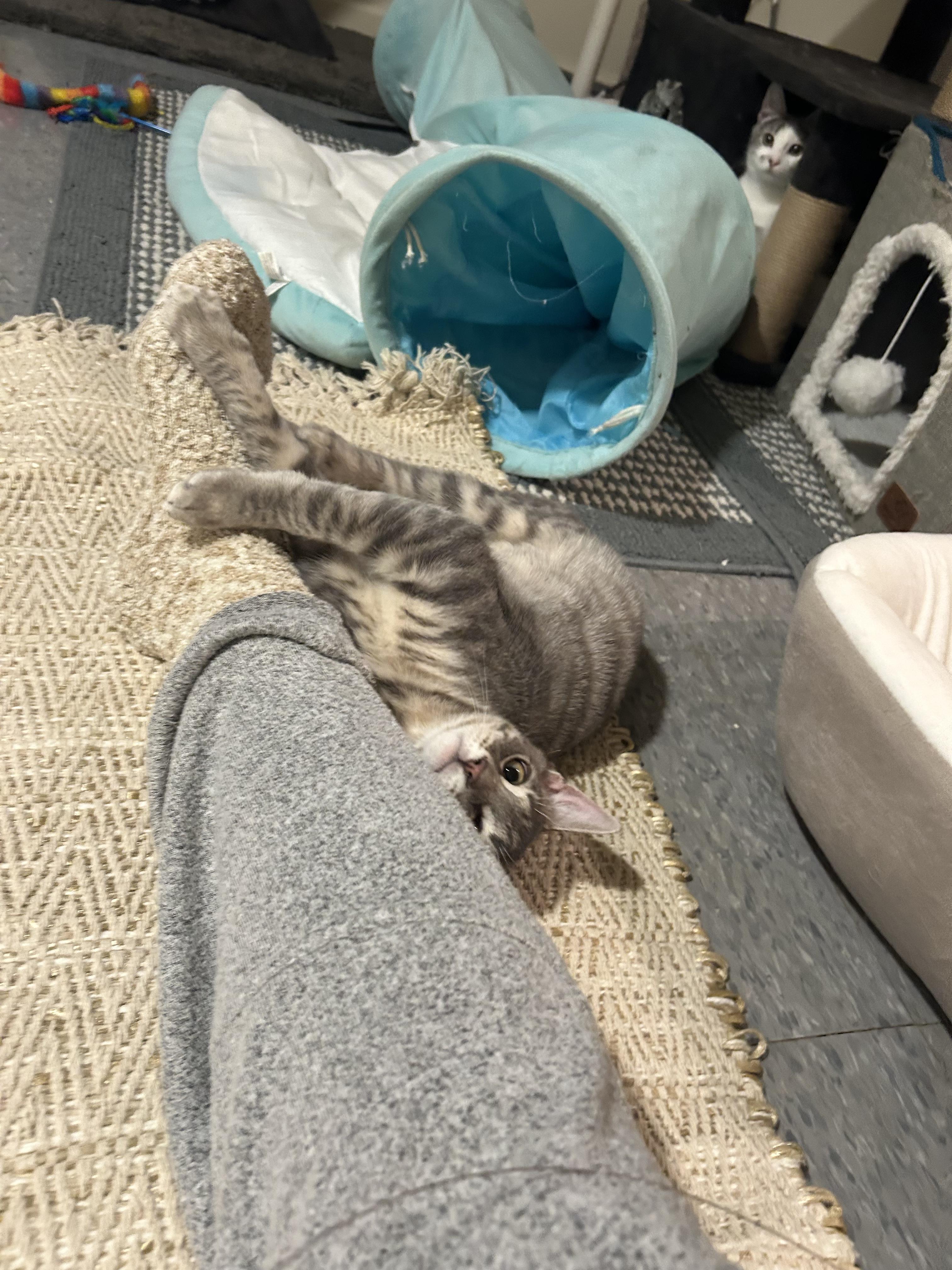 Shae, a Adoptable Domestic Short Hair in Montclair, NJ image 5/6