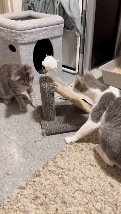 Enlarge Shae, a Adoptable Domestic Short Hair in Montclair, NJ video 6/6